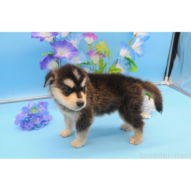 販売中の岡山県のミックス犬-399889の3枚目